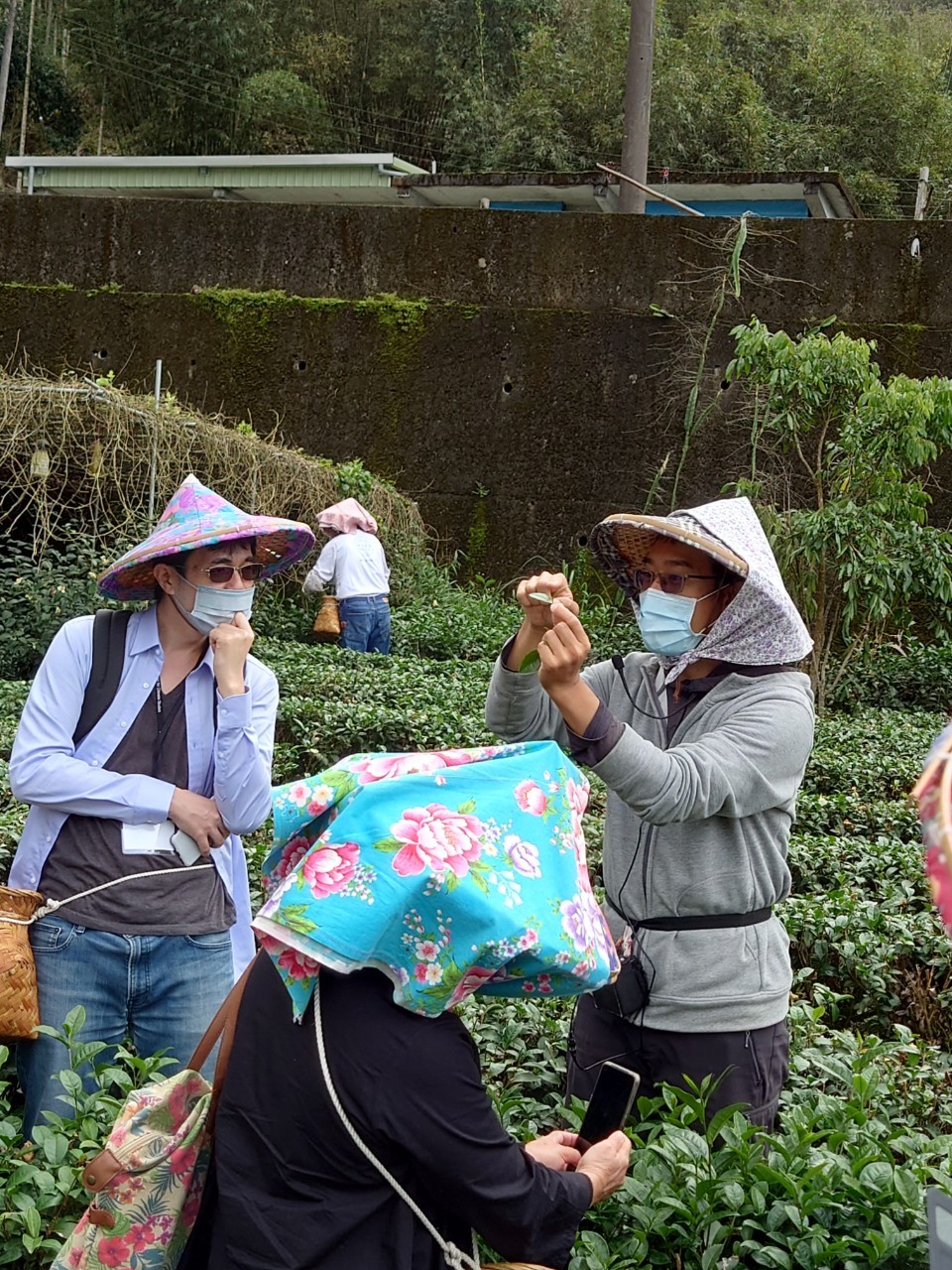 2021 Cultural Trip to New Taipei City Green Light Tea Farm & Pinglin Tea Museum:picture4